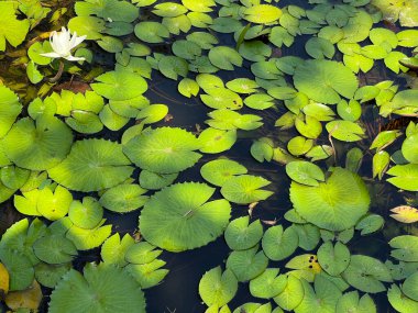 Gölette güzel nilüfer çiçekleri
