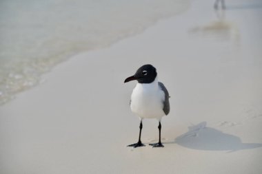 Siyah başlı martı, chroocephalus dibundus didius