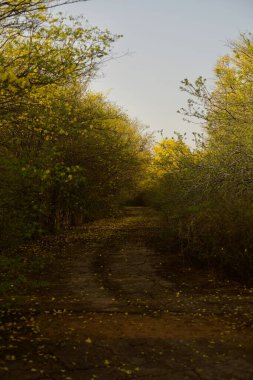 Ağaçlar ve yapraklarla dolu güzel sonbahar manzarası