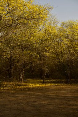 Ağaçlı ve yeşil yapraklı güzel bir manzara.