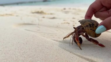 Kumsaldaki bir yengecin yakın plan çekimi.