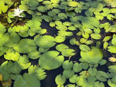 yeşil yaprakları ve çiçekleri