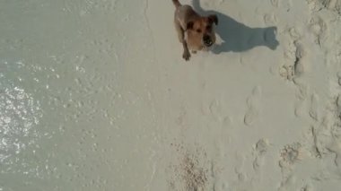 Köpek kumsalda bir dronun kamerasını yakalamaya çalışıyor.