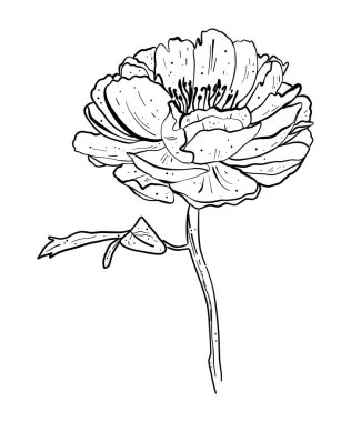 Beyaz arka planda yalıtılmış şakayık çiçeği taşıyıcısı. Tasarım elementi. Elle çizilmiş hatlar ve vuruşlar.