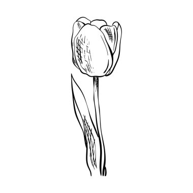 Doodle lale çiçeği skeci. Kutlama kartları ve düğün davetiyeleri için iyi. Doğum günü, Sevgililer Günü, Anneler Günü ve diğer mevsimsel tatiller için.