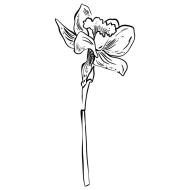 Narcissus çiçek skeci. El karalama stiliyle çizilmiş. Kutlama kartları ve düğün davetiyeleri için iyi. Doğum günü, Sevgililer Günü, Anneler Günü ve diğer mevsimsel tatiller için.