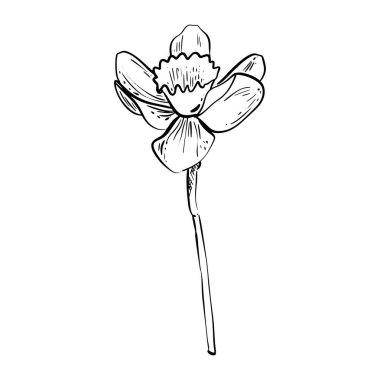 Doodle narcissus çiçeği çiçeği çizimi. Kutlama kartları ve düğün davetiyeleri için iyi. Doğum günü, Sevgililer Günü, Anneler Günü ve diğer mevsimsel tatiller için.