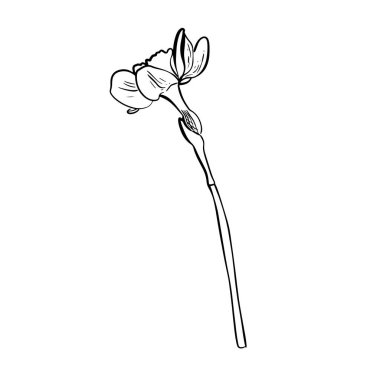 Karalama narsisli çiçek çizimi. Kutlama kartları ve düğün davetiyeleri için iyi. Doğum günü, Sevgililer Günü, Anneler Günü ve diğer mevsimsel tatiller için.