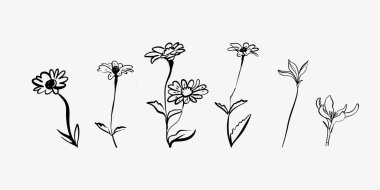 Siyah ve beyaz vektör çiçekleri ve yaprakları. Serbest çizim çizimi olan izole elementler. Dijital tasarım, baskılar ve çizimler için zarif çiçek grafikleri.