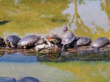 Lima hayvanat bahçesinde çok kaplumbağa var, Peru..