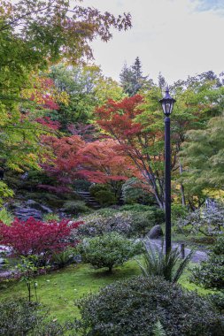 Seattle Japon Bahçeleri 'nde sonbahar yaprakları davetkar bir yol ve lamba ile