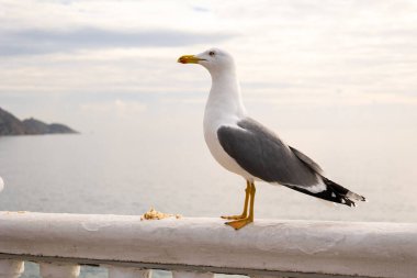 Playa de Levante 'deki Martı, Benidorm, İspanya.
