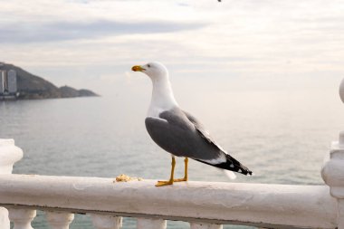 Playa de Levante 'deki Martı, Benidorm, İspanya.