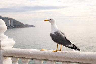 Playa de Levante 'deki Martı, Benidorm, İspanya.