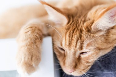 Güzel kırmızı büyük kedi Maine Rakunu evde.