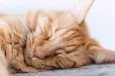 Güzel kırmızı büyük kedi Maine Rakunu evde.