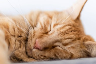 Güzel kırmızı büyük kedi Maine Rakunu evde.