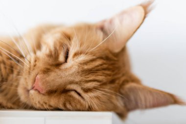 Güzel kırmızı büyük kedi Maine Rakunu evde.