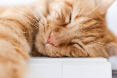 Güzel kırmızı büyük kedi Maine Rakunu evde.