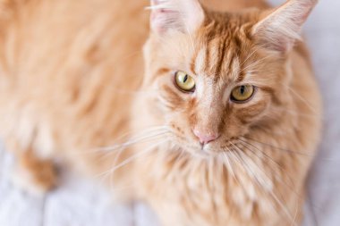 Güzel kırmızı büyük kedi Maine Rakunu evde.