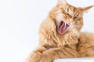 Güzel kırmızı büyük kedi Maine Rakunu evde.