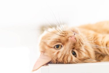 Güzel kırmızı büyük kedi Maine Rakunu evde.