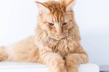 Güzel kırmızı büyük kedi Maine Rakunu evde.