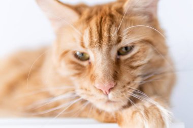 Güzel kırmızı büyük kedi Maine Rakunu evde.