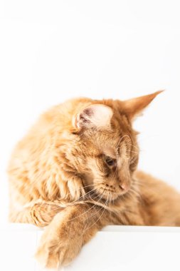 Güzel kırmızı büyük kedi Maine Rakunu evde.