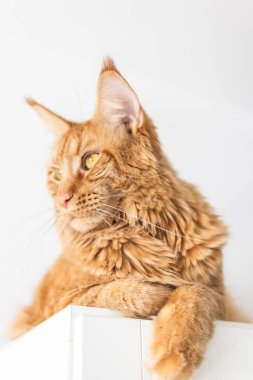 Güzel kırmızı büyük kedi Maine Rakunu evde.