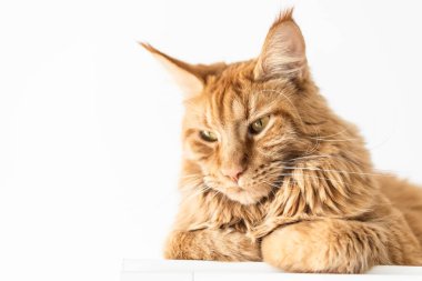 Güzel kırmızı büyük kedi Maine Rakunu evde.