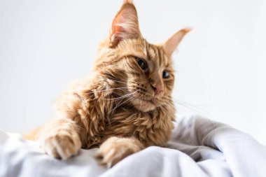 Güzel kırmızı büyük kedi Maine Rakunu evde.