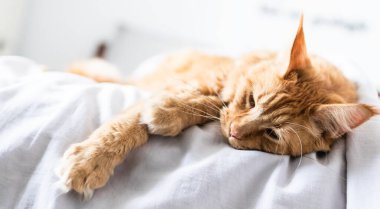 Güzel kırmızı büyük kedi Maine Rakunu evde.