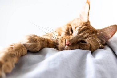 Güzel kırmızı büyük kedi Maine Rakunu evde.