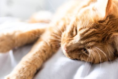 Güzel kırmızı büyük kedi Maine Rakunu evde.