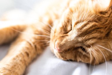 Güzel kırmızı büyük kedi Maine Rakunu evde.