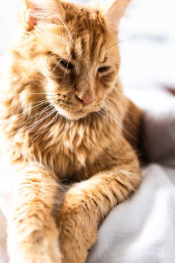 Güzel kırmızı büyük kedi Maine Rakunu evde.