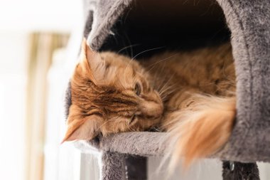 Güzel kırmızı büyük kedi Maine Rakunu evde.