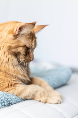 Güzel kırmızı büyük kedi Maine Rakunu evde.