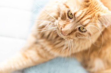 Güzel kırmızı büyük kedi Maine Rakunu evde.