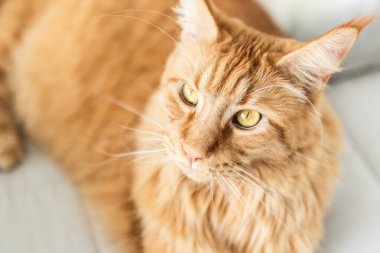 Güzel kırmızı büyük kedi Maine Rakunu evde.