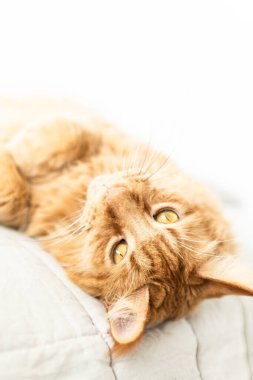 Güzel kırmızı büyük kedi Maine Rakunu evde.