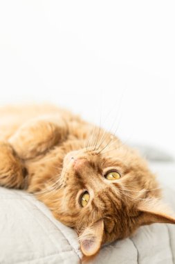 Güzel kırmızı büyük kedi Maine Rakunu evde.