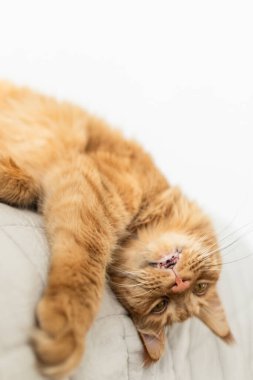 Güzel kırmızı büyük kedi Maine Rakunu evde.