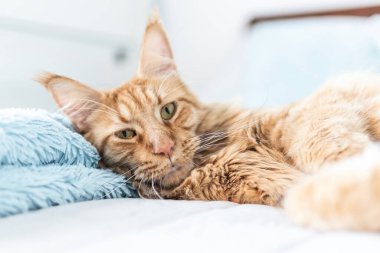 Güzel kırmızı büyük kedi Maine Rakunu evde.