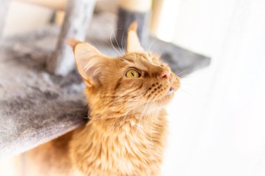 Güzel kırmızı büyük kedi Maine Rakunu evde.