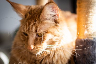 Güzel kırmızı büyük kedi Maine Rakunu evde.