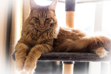 Güzel kırmızı büyük kedi Maine Rakunu evde.