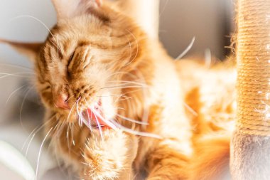 Güzel kırmızı büyük kedi Maine Rakunu evde.