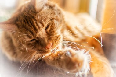 Güzel kırmızı büyük kedi Maine Rakunu evde.